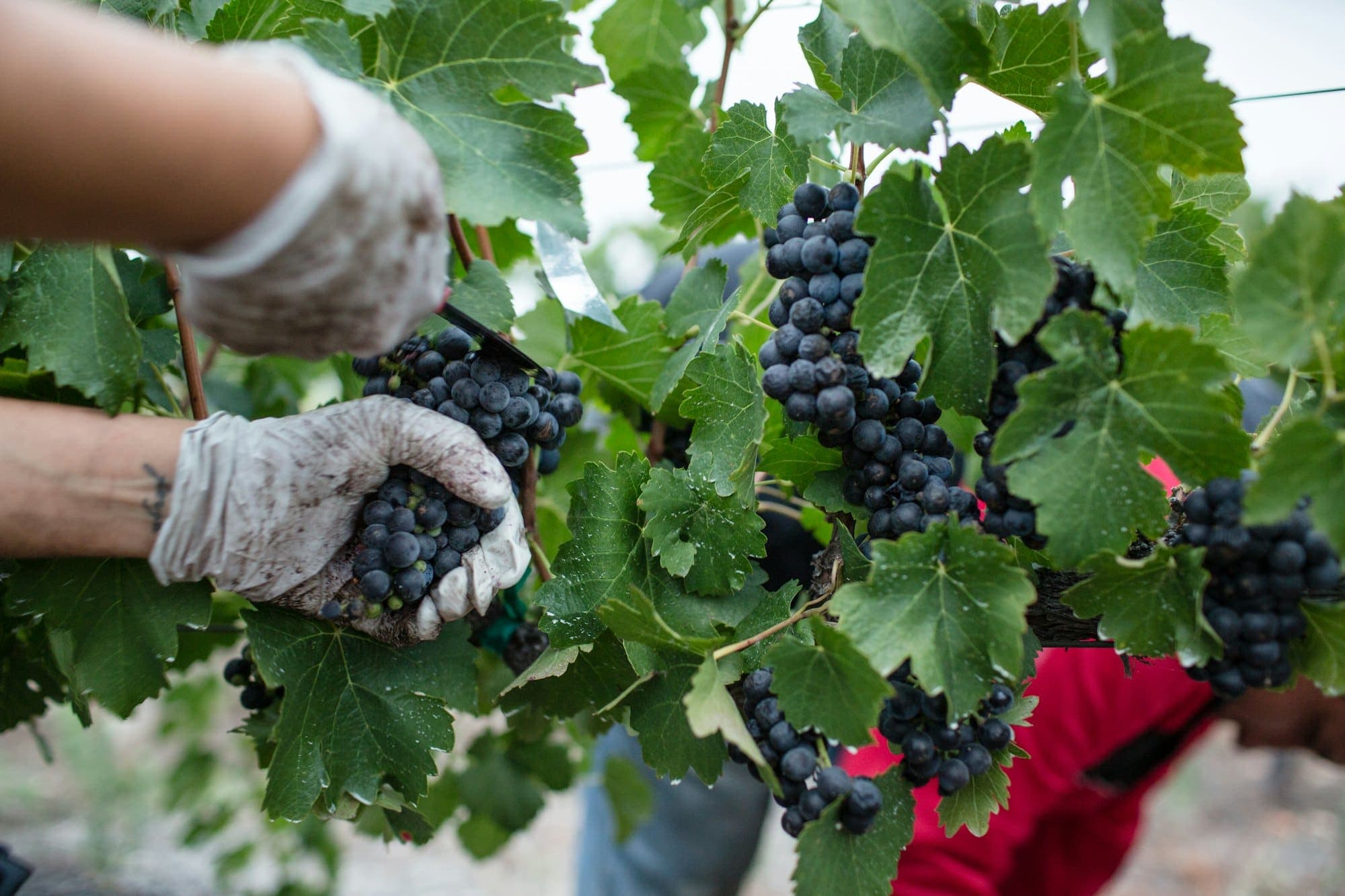 Mãos com luvas a colher uvas